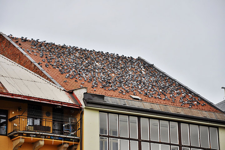 A2B Pest Control are able to install spikes to deter birds from roofs in Great Malvern. 