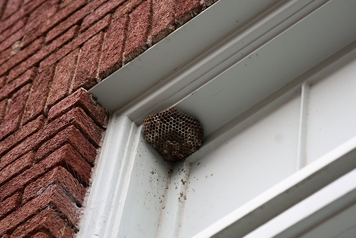We provide a wasp nest removal service for domestic and commercial properties in Great Malvern.